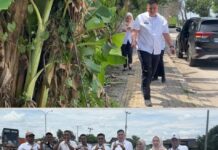 Rifandi Putra dan Perkimtan Cek Kondisi Pohon Tua di Kertapati