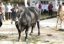 Wujud Syukur Idul Adha 1477 H, Polda Sumsel Salurkan Ratusan Hewan Qurban hingga ke Pelosok